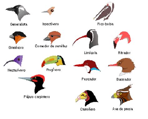 Ciencias Naturales: Clases de picos en las aves