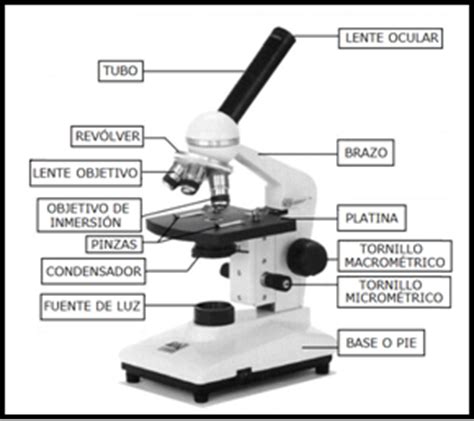 Ciencias Naturales Corazonista Andrea Montes: Microscopio ...