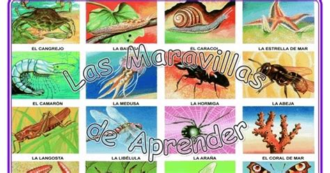 CIENCIAS NATURALES: LOS ANIMALES INVERTEBRADOs