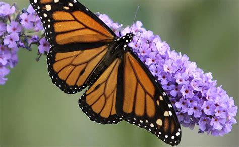 Científico indica que la mariposa monarca evolucionó en el ...