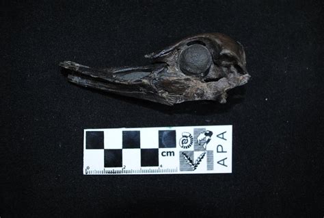 Científicos argentinos hallan en la Antártida restos fósiles de un ave ...