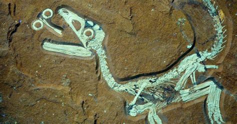 Científicos descubren fósil de primer dinosaurio gay ...