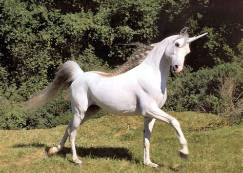 Científicos descubren los unicornios de verdad existieron ...