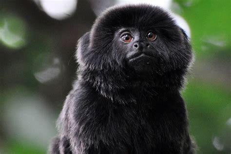 Científicos descubren nueva especie de  mono titi  en Brasil