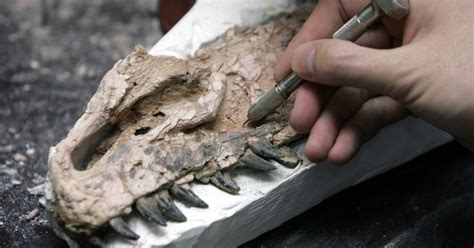 Científicos descubren por primera vez un fósil de ...
