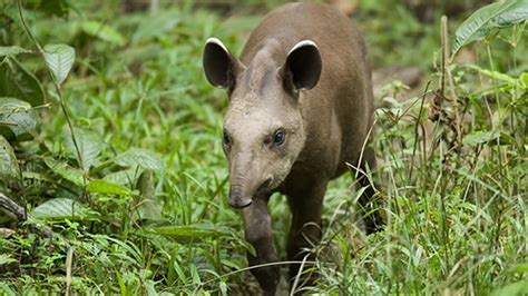 Científicos descubren una nueva especie de tapir en la ...