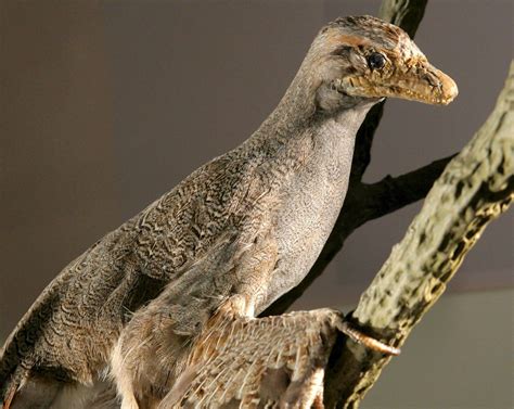 Científicos encuentran lo que fue un dinosaurio... ¡con plumas!