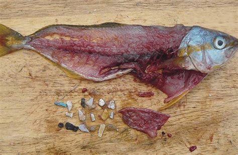 Científicos encuentran plástico en 1 de cada 5 peces mexicanos ...