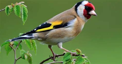 Científicos estudian el hábitat de las aves cantoras ...