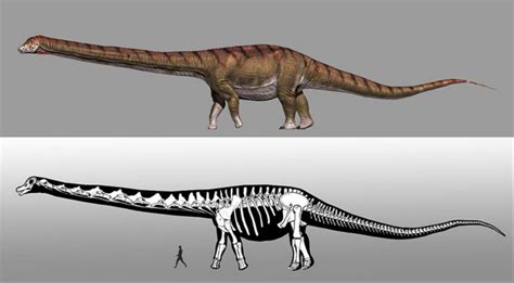 Científicos nombran al dinosaurio más grande del mundo y ...