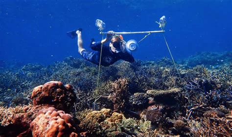 Científicos resucitan arrecifes de coral muertos instalando altavoces ...