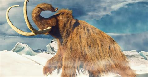 Científicos resucitan los genes de los mamuts lanudos de la Isla de Wrangel