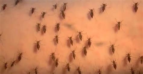 Cientista ajuda a combater a dengue ao alimentar milhares de mosquitos ...