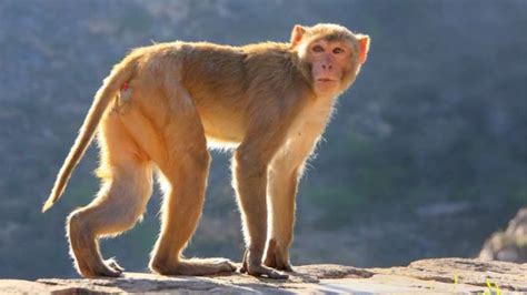 Cientistas inseriram gene do cérebro humano em macacos
