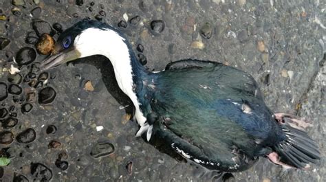 Cientos de aves aparecieron muertas en el estero Huildad | soychile.cl