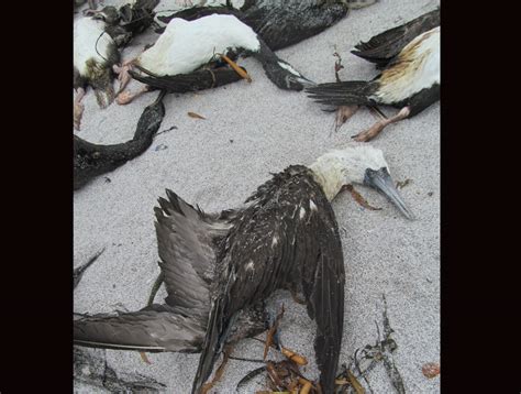 Cientos de aves aparecieron muertas en las cercanías de Tocopilla ...