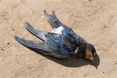 Cientos de pájaros muertos por los efectos de la pirotecnia en Roma ...