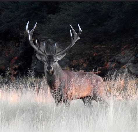 Ciervo Colorado  Cervus elaphus    EcoRegistros