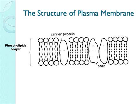 CIKGU ZAZA CORNER: The Structure of Plasma Membrane