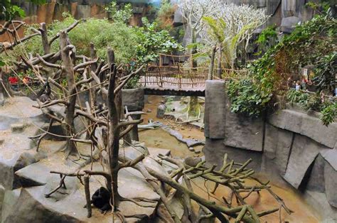 Cincinnati Zoo reopens gorilla exhibit | OverSixty