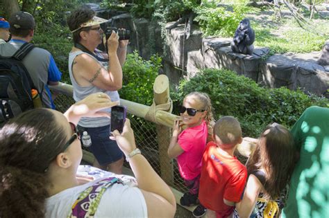 Cincinnati zoo reopens gorilla exhibit with higher fence ...