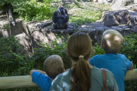 Cincinnati Zoo reopens gorilla exhibit with new barrier ...