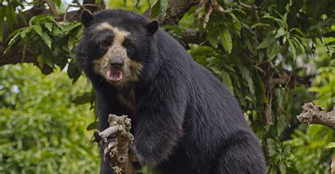 Cinco fascinantes animales de la selva amazónica peruana