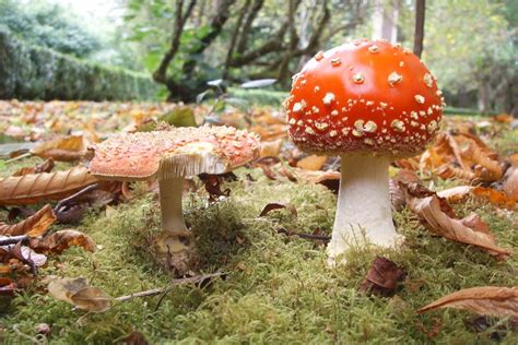 Cinco lugares para ver hongos cerca de Santiago este otoño ...