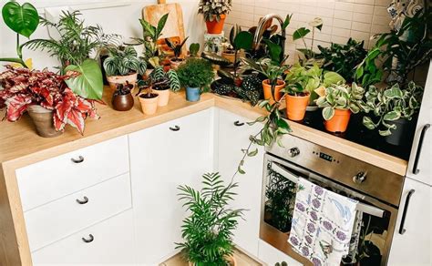 Cinco mejores plantas aromáticas para tu cocina