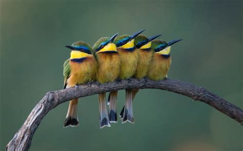 Cinco pájaros lindos que se colocan en la rama de un árbol HD fondos de ...