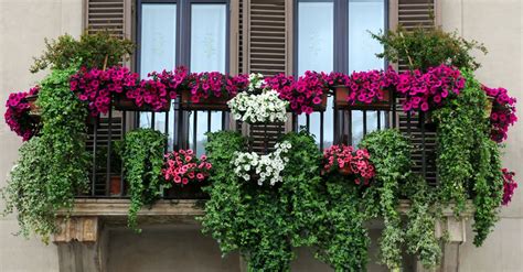 Cinco plantas perfectas para el balcón   Blog Verdecora