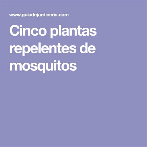 Cinco plantas repelentes de mosquitos | Plantas repelentes ...