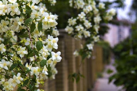 Cinco plantas trepadoras con flor para el jardín | Blog Verdecora