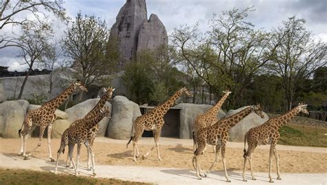 Cinq idées reçues sur le nouveau zoo de Paris