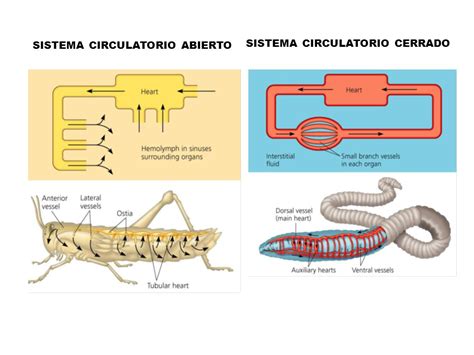 CIRCULACIÓN en ANIMALES   ppt video online descargar