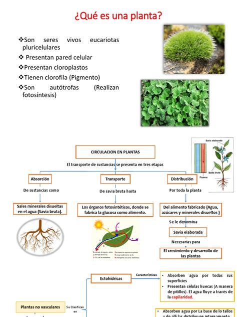 Circulacion en Plantas No Vasculares | Plantas | Fotosíntesis