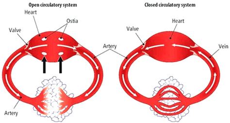 Circulatory System | Body Systems Project