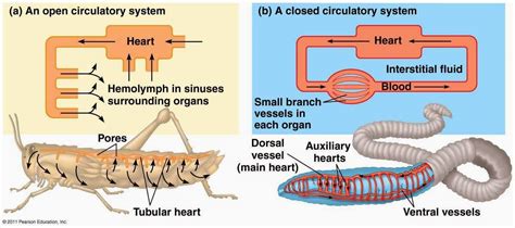 Circulatory System: Function, Parts, Role | SchoolWorkHelper