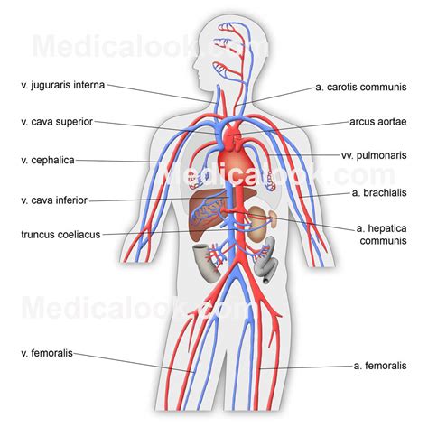 Circulatory system   human anatomy