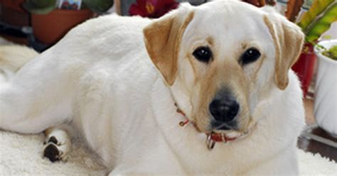 Cirugía de lipoma canino | eHow en Español