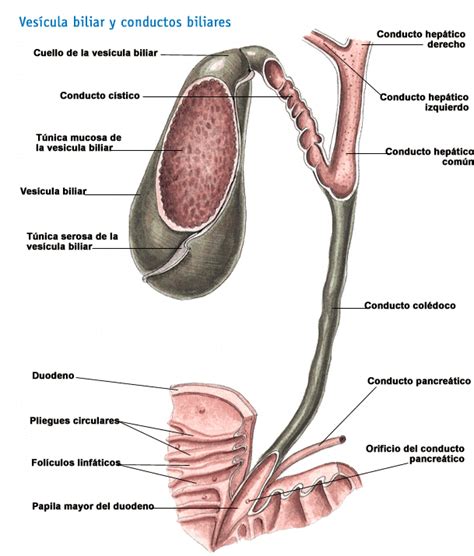 Cirugía Gastrointestinal   Cátedra de Cirugía III ...