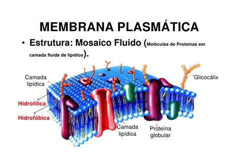 Citologia e membrana celular