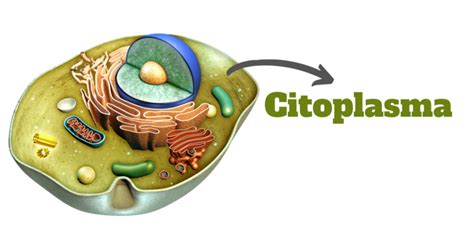 Citoplasma: origen, características, tipos y composición