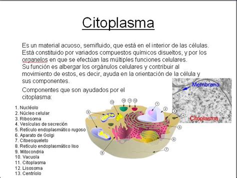 Citoplasma; Protoplasma