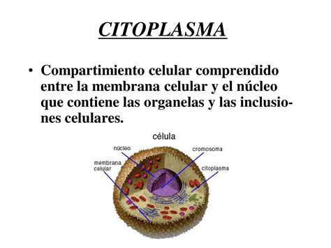 Citoplasma y citoesqueleto celular   Veterinaria   Docsity