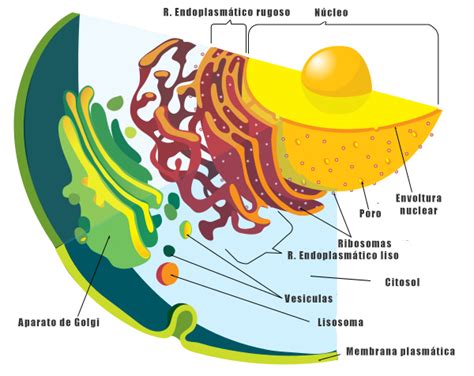 Citoplasma y membrana plasmática: Composición y funciones