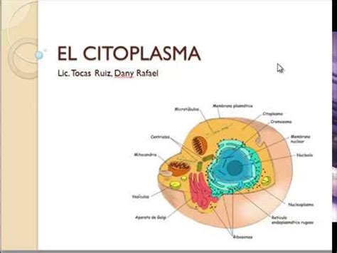 Citoplasma y Núcleo celular YouTube