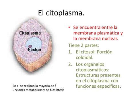 Citoplasma y organelos  núcleo adn y cromosomas