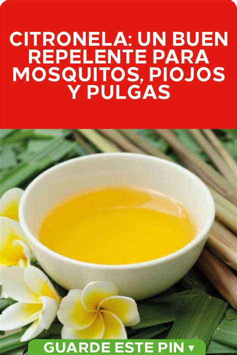 Citronela: un buen repelente para mosquitos, piojos y ...