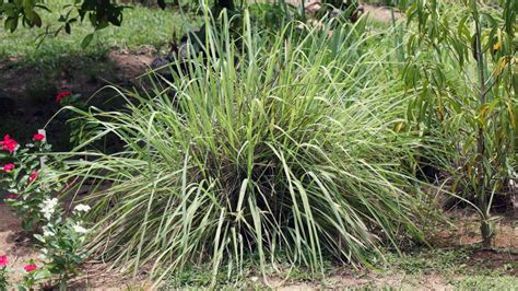Citronella Grass: Planting, Growing and Care | INSECT COP